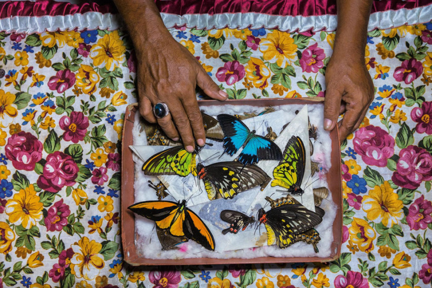 du lịch indonesia, tham quan indonesia, đảo sulawesi, đảo sulawesi indonesia, những người săn bướm bí ẩn ở indonesia