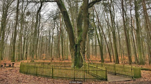 Cây sồi trong rừng ở Đức ‘mai mối’ cho 100 đôi uyên ương