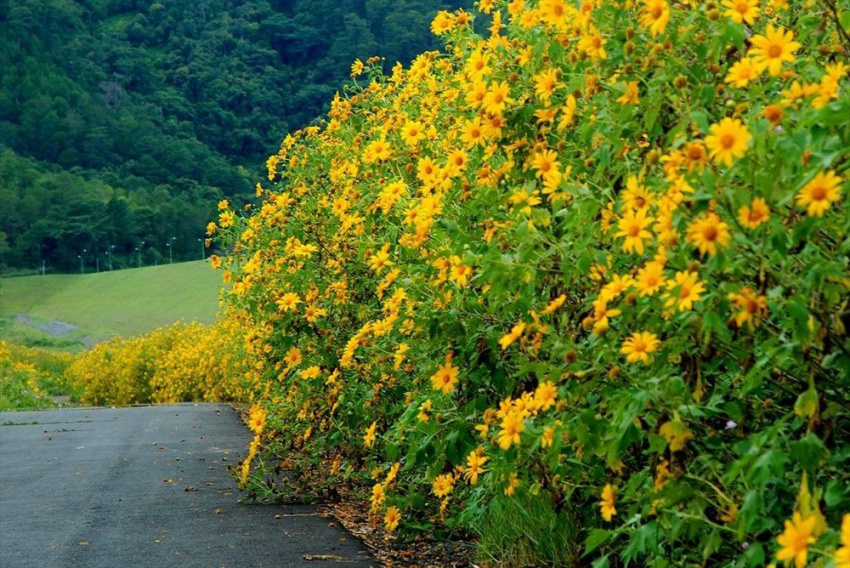 Khám phá mùa hoa Dã Quỳ tại vườn quốc gia Ba Vì