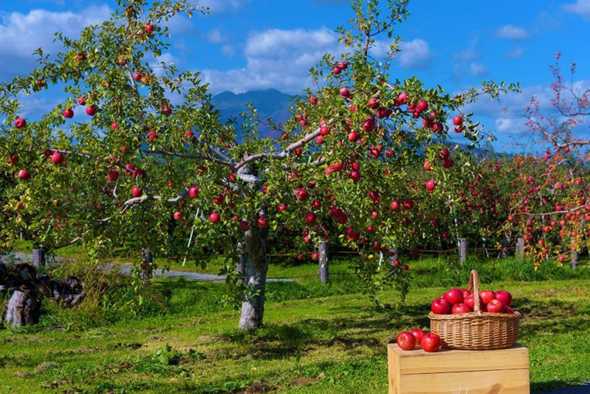 Du lịch Nhật Bản trải nghiệm hái táo, ngắm lá đỏ ở Aomori