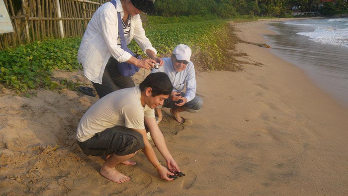 du lịch indonesia, du lịch sri lanka, rùa biển indonesia, đi sri lanka, indonesia học bảo tồn rùa biển
