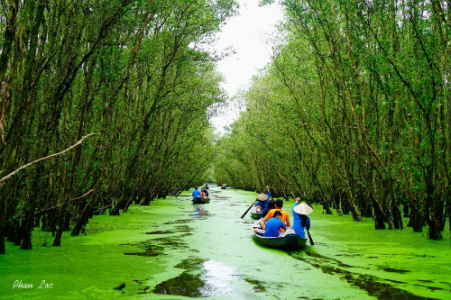 du lich an giang, miền tây, rừng trà sư, tham quan an giang, 5 trải nghiệm cho chuyến du ngoạn an giang dịp hè