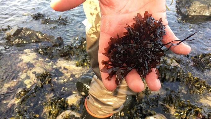 du lịch ireland, tảo đỏ, tảo đỏ ireland, tảo đỏ – đặc sản nghìn năm tuổi của ireland