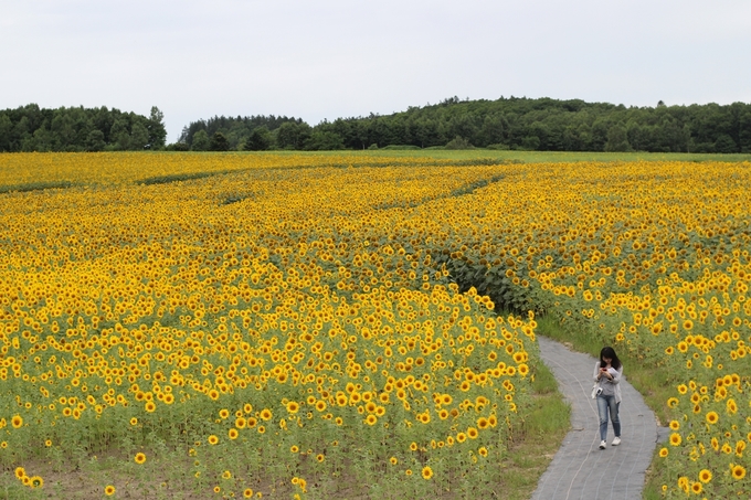 du lịch higashikawa, du lịch tokyo, higashikawa, thị trấn thanh bình ở nhật trong phim ‘nhắm mắt thấy mùa hè’