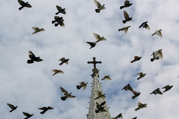 du lịch tphcm, nhà thờ đức bà, hơn 700 con bồ câu bay lượn trước nhà thờ đức bà