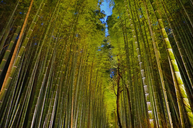 du lịch tokyo, có gì ở sagano – khu rừng tre nhật bản lọt top những nơi nhất định phải đến một lần trong đời?