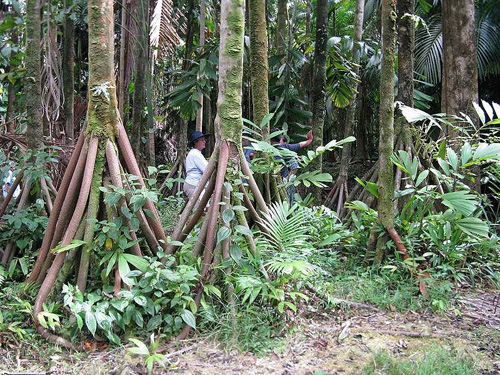 Giải mã bí ẩn về những cây cọ biết đi trong rừng Ecuador