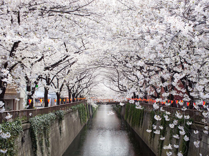 du lịch tokyo, 20 cảnh đẹp lý giải vì sao nhật bản luôn hút du khách