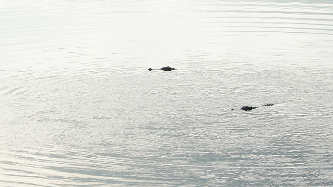 việt nam, nơi cá sấu nước ngọt sinh sống nhiều nhất ở việt nam
