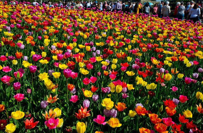 Vườn hoa tulip đẹp như tranh vẽ ở Hà Lan