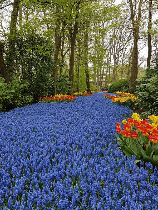 công viên keukenhof, du lịch hà lan, lễ hội hoa tulip, vườn hoa tulip đẹp như tranh vẽ ở hà lan