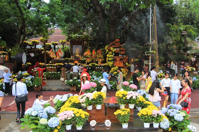 Vườn hoa cẩm tú cầu hút khách ở Huế