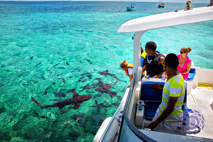 du lịch caribe, vùng biển caribe, chơi đùa cùng đàn cá mập hoang dã ở vùng biển caribe