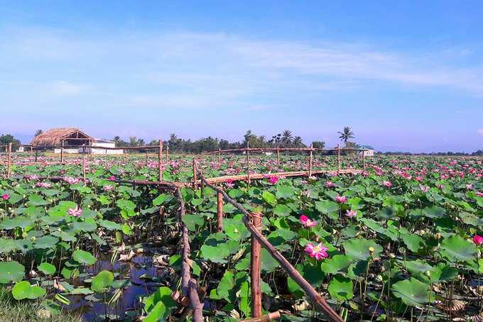 Cánh đồng sen 5 ha nở rộ giữa nắng hạn Ninh Thuận