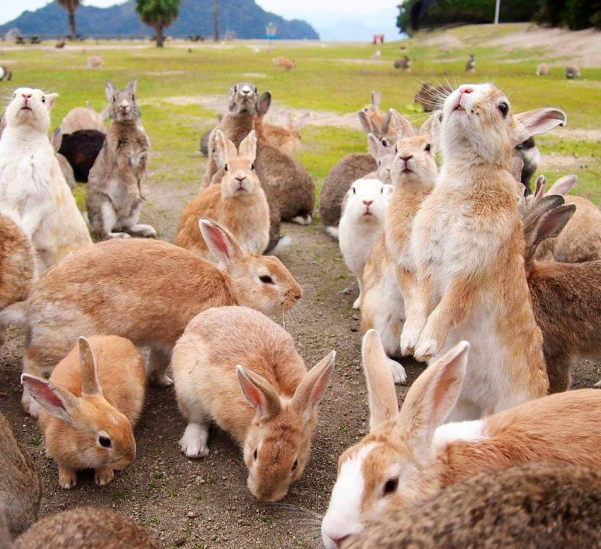 Góc đáng yêu: Hòn đảo thỏ nhiều hơn người ở Nhật Bản, nhìn thôi cũng đã muốn 