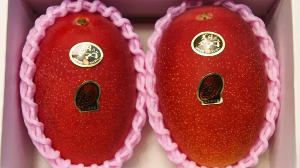 Nhật Bản quả là nơi bán trái cây đắt nhất hành tinh: Đây là cặp xoài 