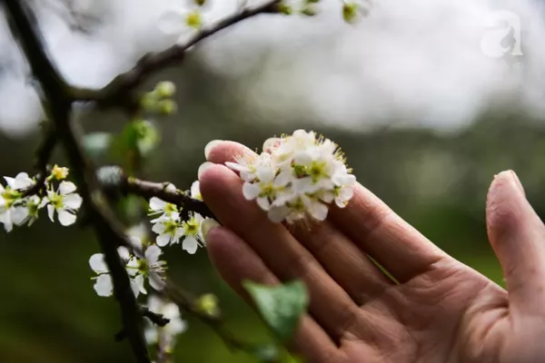 huyện mộc châu, cây ăn quả, hoa mận, ngược lên mộc châu tháng hai mùa xuân, ngắm hoa mận nở trắng trời