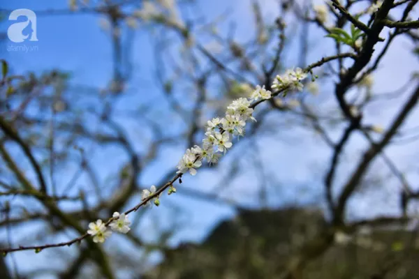 huyện mộc châu, cây ăn quả, hoa mận, ngược lên mộc châu tháng hai mùa xuân, ngắm hoa mận nở trắng trời