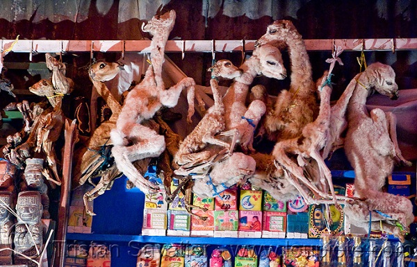 Bên trong khu chợ phù thủy nổi tiếng ở Bolivia