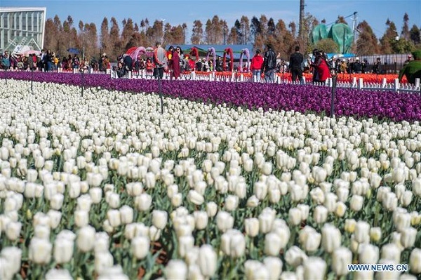 hoa tulip, tham quan trung quốc, trung quốc, hoa tulip nở rực rỡ ở công viên trung quốc