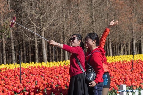 hoa tulip, tham quan trung quốc, trung quốc, hoa tulip nở rực rỡ ở công viên trung quốc