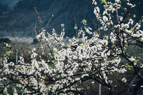 Thung lũng hoa Mộc Châu bung nở dịp đầu năm