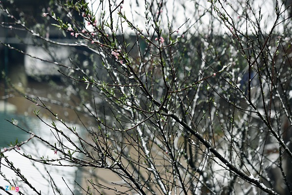 Hoa đào rừng rét quắt trong băng tuyết Sa Pa