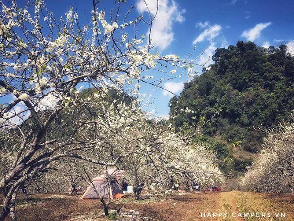 Lên Mộc Châu cắm trại giữa mùa ‘thập lý hoa đào’
