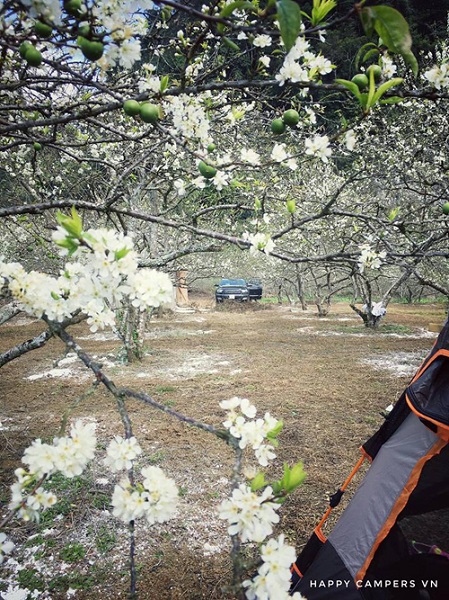 mộc châu, lên mộc châu cắm trại giữa mùa ‘thập lý hoa đào’