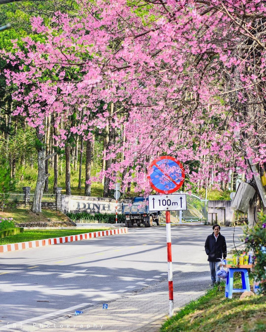 Ngắm hoa mai anh đào Đà Lạt nở rộ tại Swiss-Belresort Tuyền Lâm