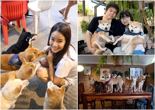 du lịch bangkok, khách sạn bangkok, 9 quán cafe thú cưng ở thái lan luôn đông khách