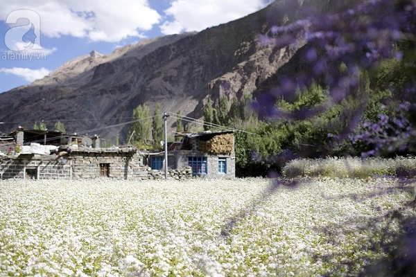 ấn độ, du lịch ấn độ, ngôi làng turtuk, thăm quan ấn độ, vùng ladakh, đèo khardung la, cánh đồng oải hương và tam giác mạch đẹp như tiên cảnh ở ngôi làng bị lãng quên