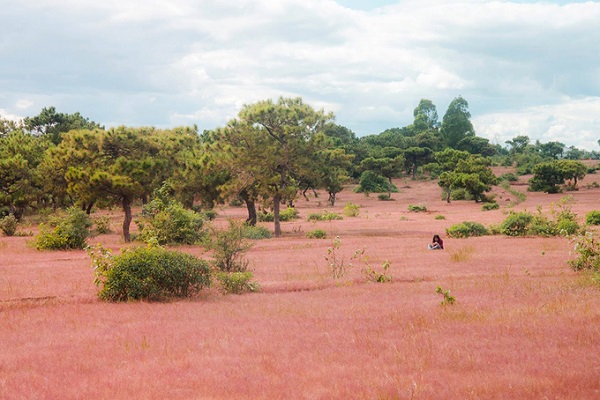 Đồi cỏ hồng ở Gia Lai hút khách chụp hình ‘sống ảo’