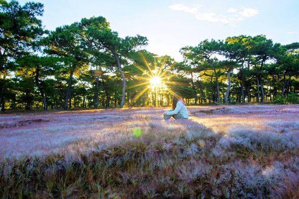 du lịch gia lai, đồi cỏ hồng ở gia lai hút khách chụp hình ‘sống ảo’