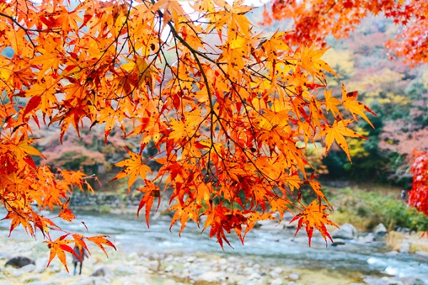 khách sạn tokyo, thung lũng korankei, mùa thu ở điểm ngắm lá vàng đẹp bậc nhất nhật bản