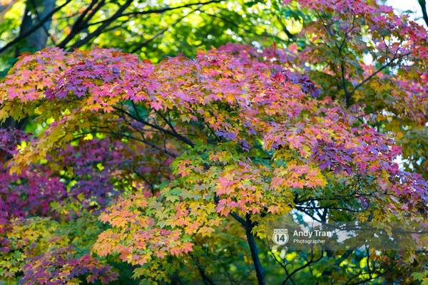 du lịch seoul, tham quan seoul, thủ đô seoul, không phải tự nhiên mà người ta nói: nhất định phải đến hàn quốc một lần vào mùa thu lá vàng