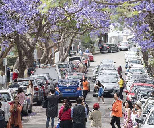 australia, du lịch australia, lễ hội hoa jacaranda, phượng tím australia, du khách đổ xô xuống đường chụp ảnh phượng tím ở australia