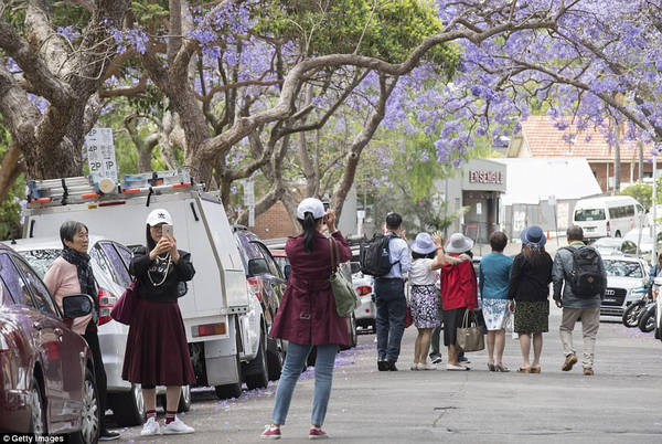 australia, du lịch australia, lễ hội hoa jacaranda, phượng tím australia, du khách đổ xô xuống đường chụp ảnh phượng tím ở australia