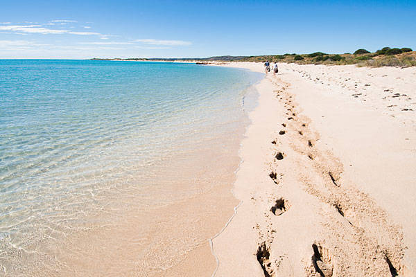 australia, du lịch australia, khách sạn australia, tham quan australia, vịnh shark, điểm đến australia, đến australia dạo bước trên bãi biển vỏ sò