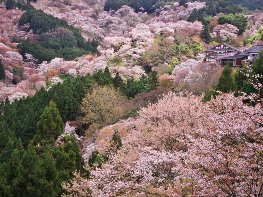 Những địa điểm ngắm hoa anh đào đẹp nhất Nhật Bản