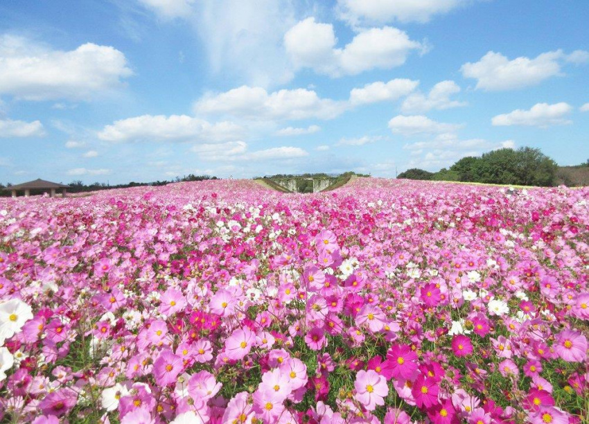 Nhật Bản rực rỡ sắc màu trong những lễ hội hoa