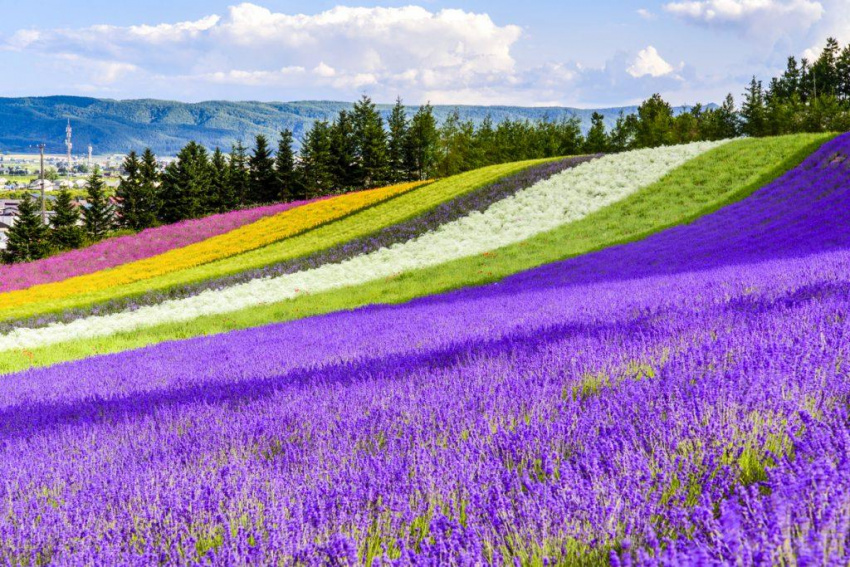 Những địa điểm ngắm hoa xuân đẹp nhất Hokkaido