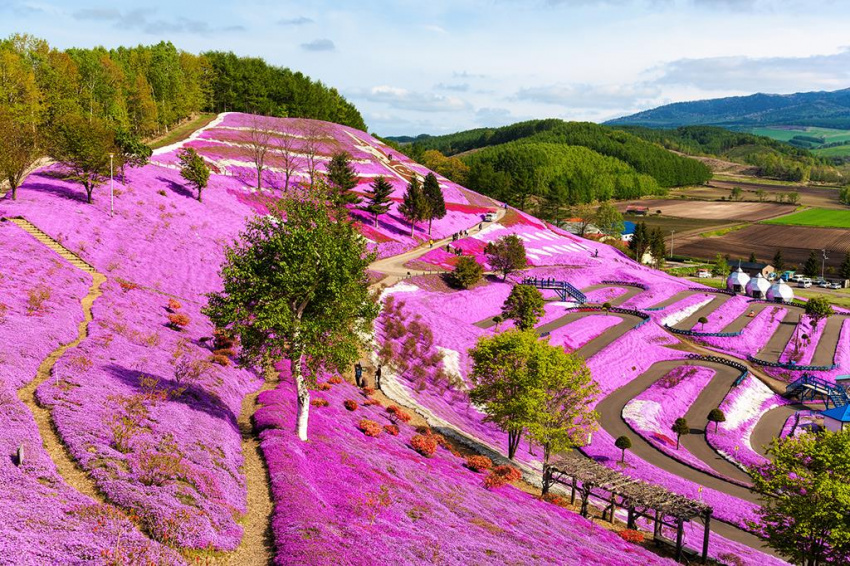 Những địa điểm ngắm hoa xuân đẹp nhất Hokkaido