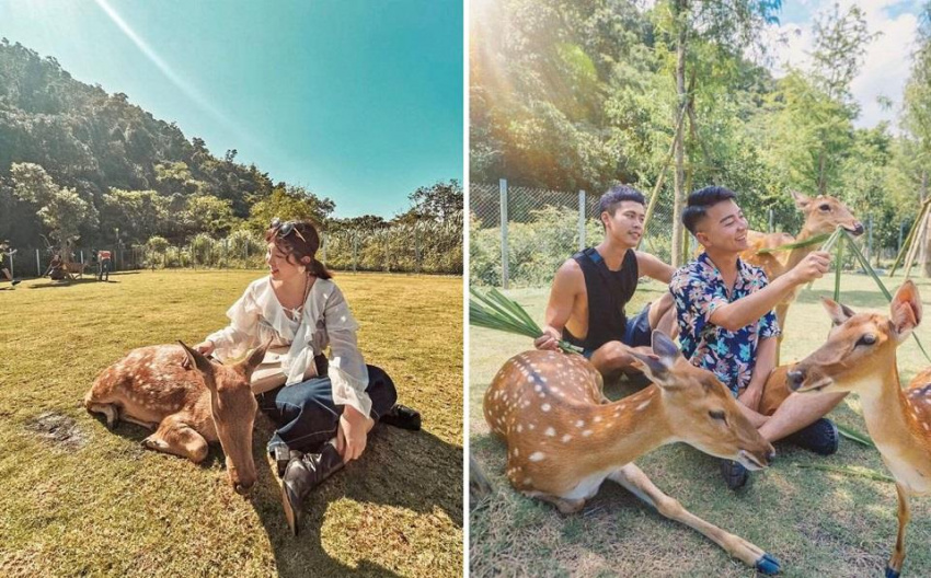 Bambi, Đài Loan, nơi mà tất tần tật đều liên quan đến hươu sao