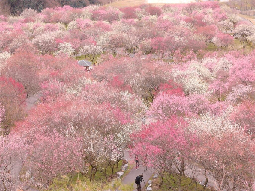 Lạc giữa mùa hoa xuân trên cung đường kim cương Nhật Bản