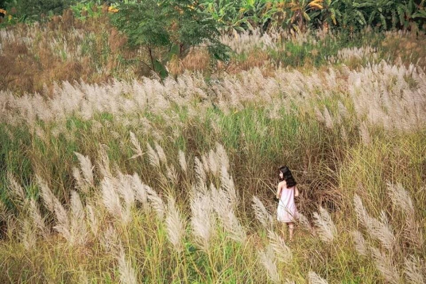 Những cánh đồng cỏ lau thu hút du khách ngày Hà Nội chớm đông