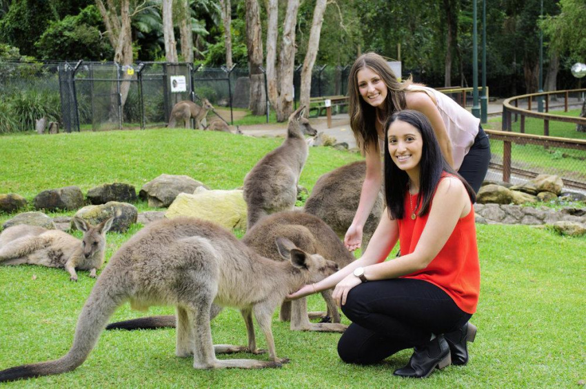 Dạo một vòng nước Úc, ngắm Kangaroo