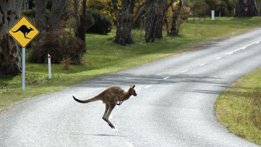 Dạo một vòng nước Úc, ngắm Kangaroo