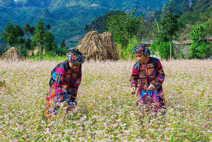 Điểm danh những cánh đồng hoa đẹp nhất tại Việt Nam