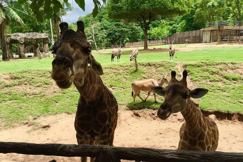 Những địa điểm du lịch ở Pattaya dành cho người yêu động vật